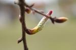 Oak Tree bud