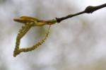 Hmmm, what could this oak tree bud become?