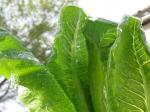 Frozen Romaine