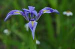 Wild Iris (unknown)