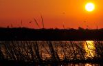 Orange Blossom Sunset