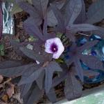 Black Sweet Potato Vine bloom