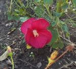 Hibiscus 'Luna Red'