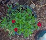 Dianthus returned bigger than new