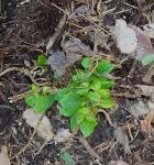 Unknown color of Endless Summer Hydrangea