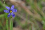 Blue-Eyed Grass