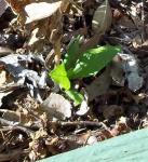 This Phlox died way back in April but it's alive!!