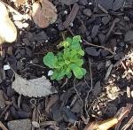 I think it is a Salvia 'May Night' 