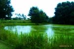 My pond with green scum that I can't get rid of