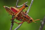 Eastern Lubber Grasshopper