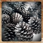 Perfect pinecones found in the woods