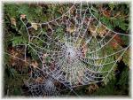 Frosted spiders webs