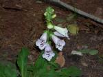 Dwarf, pale pink Foxglove