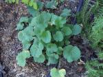 Non-blooming Hollyhock