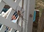 another writing spider (with egg case)