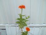 an orange zinnia