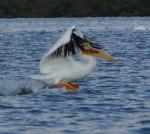 Dancing Pelican