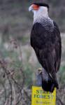 Crested Caracara/Wildlife Border Patrol