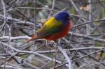 Painted Bunting / Winter Visitor