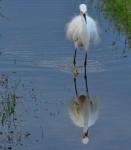 Snowy Egret --  Who You Looking At!