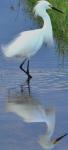 Snowy Egret