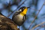 Yellow-Throated Warbler