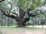 sherwoods famous oak 