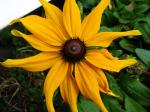 Black-Eyed Susan