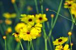 Unknown flowers and bug