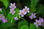 Oxalis Montana (Shamrock)