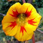 Nasturium bloom