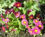 Red primrose