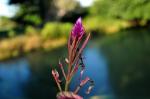 Celosia spicata (Flamingo Feather, Wheatstraw