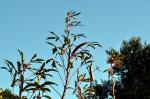 Okra going to seed