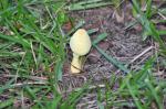 Unknown yellow mushroom