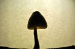 Mushroom silhouette