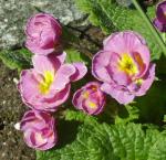 Pink, double primrose with a silver edge