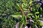 Celosia spicata (Flamingo Feather, Wheatstraw