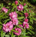 Rhododendron yakushimanum-cross