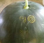 Bug art  on watermelon.