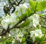 Plum tree blooms