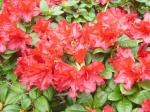 Rhododendron Baden-Baden