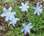 Anemone nemorosa, very blue