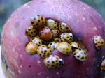 A gazzillion ladybugs