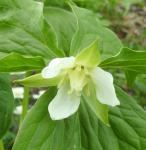 Trillium camthschatkense or something