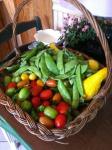 a whole summer's worth of vegies???