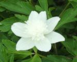 Anemone nemorosa fl.pl. "Vestal"