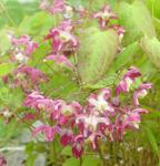 Epimedium rubra