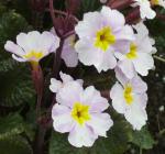 Pink primrose with dark foliage and stems