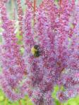 Bees like the Astilbe